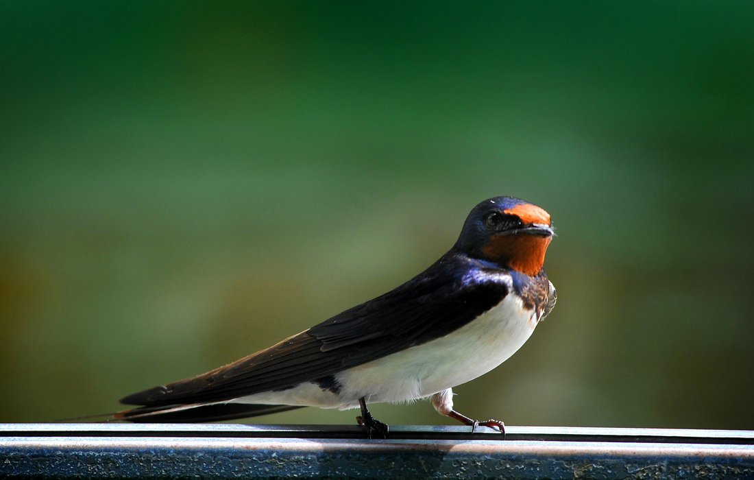 Barn Swallow (Hirundo rustica), a cosmopolitan species of birds